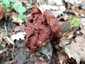 Vörösbarna papsapkagomba (Gyromitra fastigiata), Budai-hegység